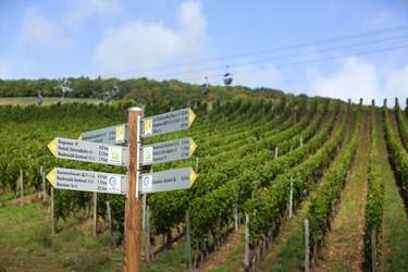 Emerald Cruises Vineyard Germany.jpg